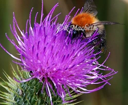 Honey Bee Collecting Pollen