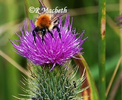 Bee On Thistle Collecting Pollen