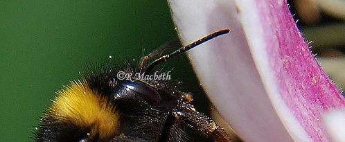 Bee On Honeysuckle