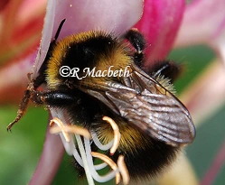 Honey Bee On Honeysuckle