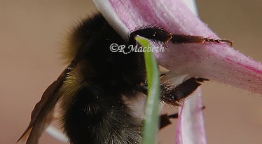 Honey Bee Gripping Honeysuckle