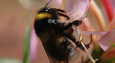 Close-up Honey Bee On Honeysuckle