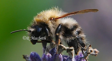 Close-up Honey Bee