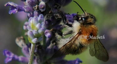 Honey Bee Collecting Pollen