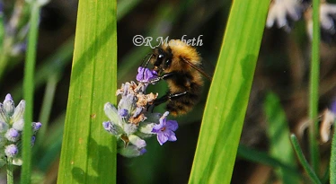 Honey Bee Looking At The Camera