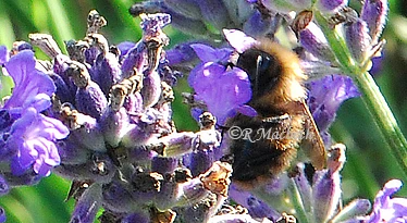 Honey Bee Inside The Flower