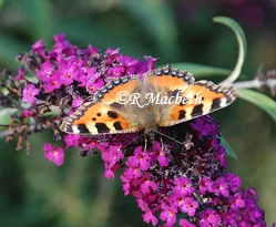 Butterfly Feeding On Pollen