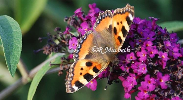 Butterfly Close-up