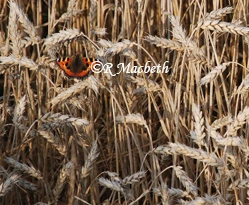 Butterfly On Corn Stalks