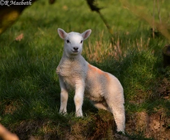 Cheviot Lamb resting but alert