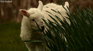 Cheviot Lamb-eating daffodil stalks