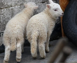 A pair of Young Cheviot Lambs