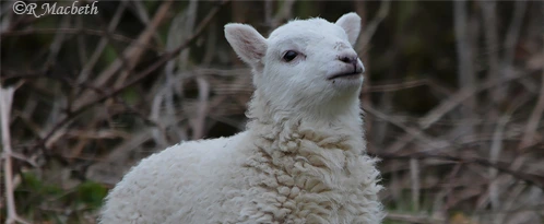 Cheviot Lamb Gambolling