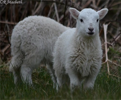 Cheviot Lambs