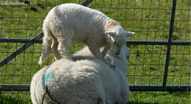 Cheviot Lamb Playing on Mother's Back