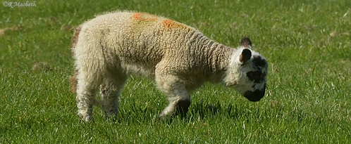 Shropshire Lamb-Just waking up