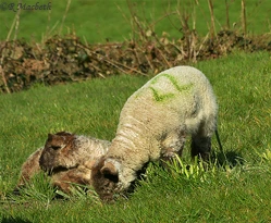 Shropshire Lambs-Trying to hide the missing Daffodil stalks