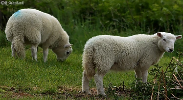 Cheviot Lambs at 4 months old