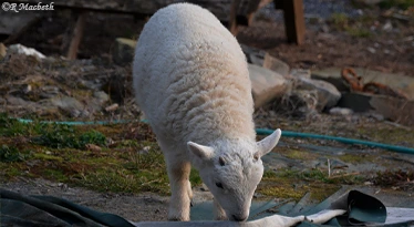 Cheviot Lamb showing male horns of a ram