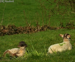 Shropshire Lambs-Daffodil stalks mysteriously eaten