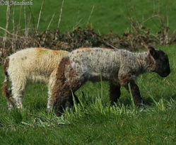 Shropshire Lambs-Need to find more tasty stalks