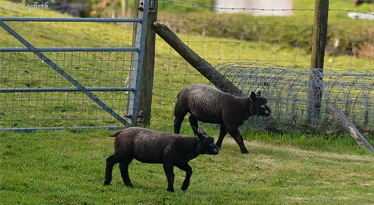 A pair of Blue Texel Lambs