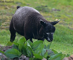 Blue Texel Lamb